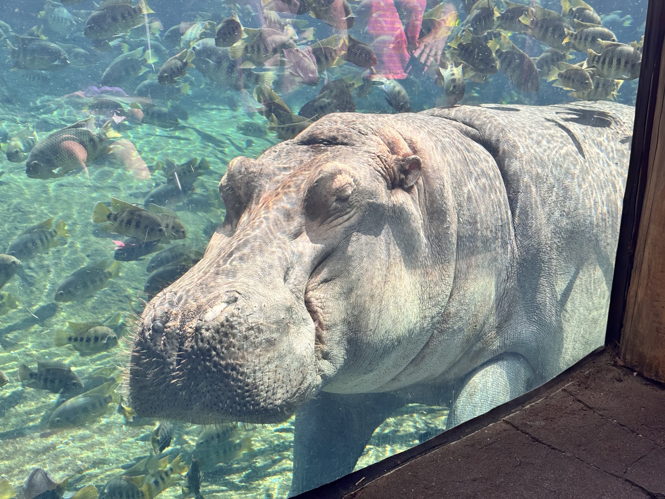 🐘 St. Louis Zoo: Tips for Exploring America’s Best Free Zoo – Perfuzion