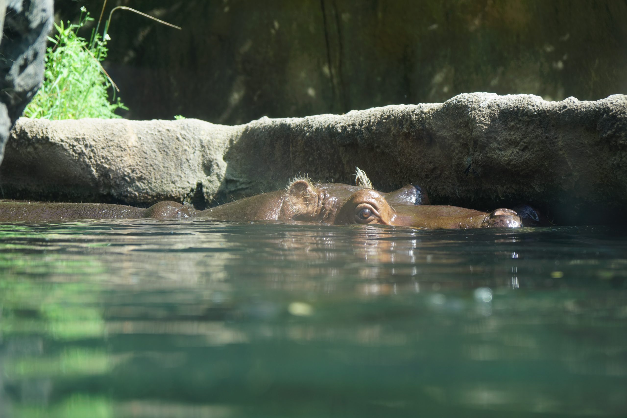 🐘 St. Louis Zoo: Tips for Exploring America’s Best Free Zoo – Perfuzion